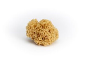 Морской спонж - Marine Sponge